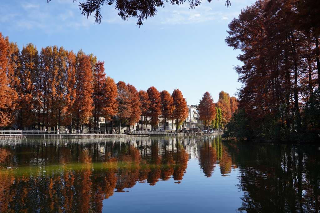 浦和の別所沼公園！紅葉がキレイでした - 1
